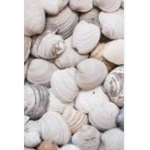 Clam Vibess
