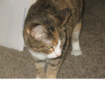 CAT!
