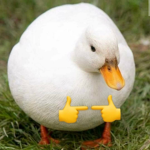 The Duckarson Mafia