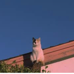 Aesthetic catty group lol