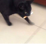 Catzs