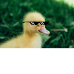 Random Duck gang