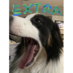 The Extra Dogs
