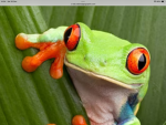 Froggggggggggggggggs