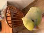 Mohawk bird!