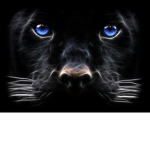black-panther