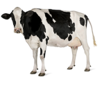 Raining cows and fish