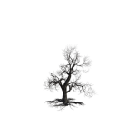 Dead trees bones