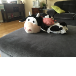 The world of animal especially cows