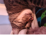 Meow I'm a kitty cat