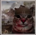 The strongest ninja cat crew