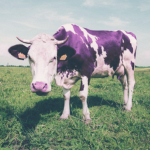cows :]