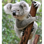 Koalass are the best