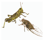 Cicada & Grasshopper