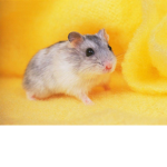 The Hamster Community