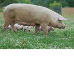 mother of the pig army