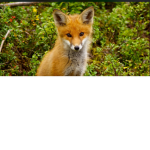 Fanclub fox
