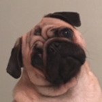 Spark The Pug Fanclub