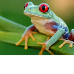 #FROG SQAUD