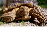 The Turtle's cult