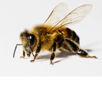 Jeffrey The Bee