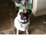 Pug group official