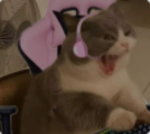 Wondercat Warriors
