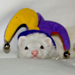 Goofy rat toes