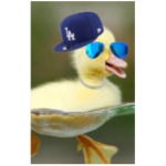 cool ducky’s