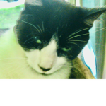 Doom cat!