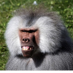 the crazy baboons