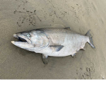 Is The Fish Dead
