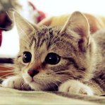 _kits_