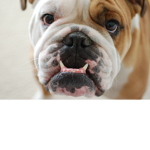 Bulldog group