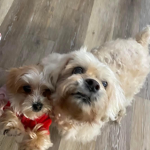 Dog Spot!