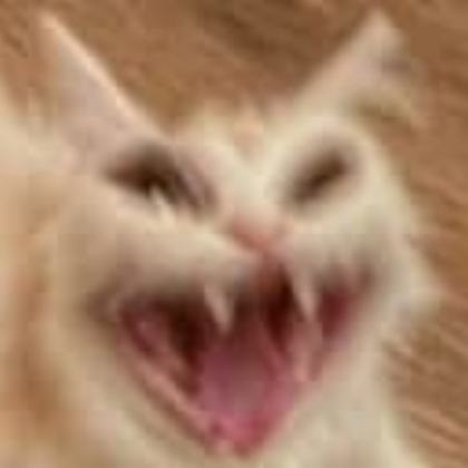 cat lol meme Roblox decal