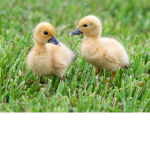 The Duckies Squad202