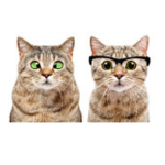 The Nyan cat fans/lovers