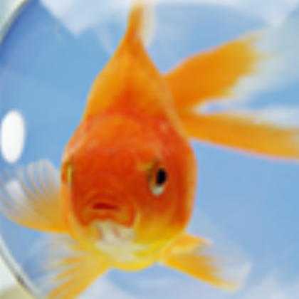 fish_pfp Roblox decal
