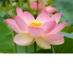 The Flower Cafe