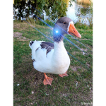 the duck humans
