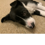 I have a dog called Goose he is cute and crazy