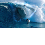 #TEH SHARK