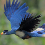 BeakWings