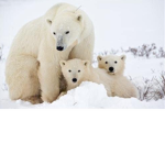 Polar bear PB