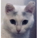 The big cat grooop