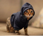 Tiger Cat Studio