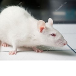 Albino rat group