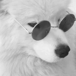 Paws & Roses Group Thumbnail