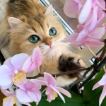 .Cats.and.Kittens.